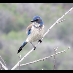 Meet your Posher, Dani