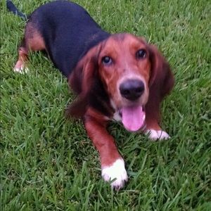 Meet your Posher, Dusty