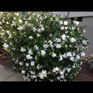 Meet your Posher, Judy