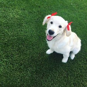 Meet your Posher, Sydney