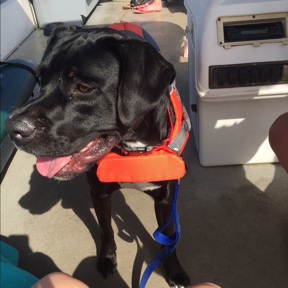 Meet your Posher, Elizabeth - Picture 1 of 1