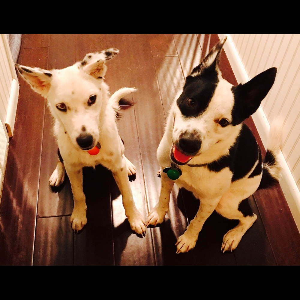 Meet your Posher, Elizabeth