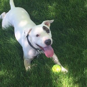 Meet your Posher, Capone