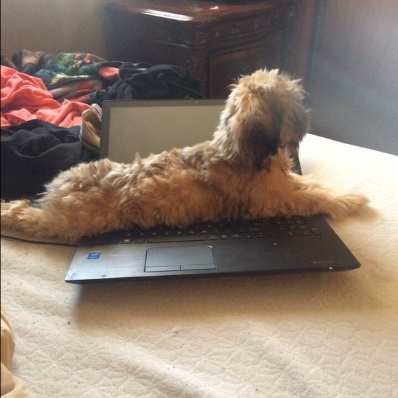 Bundle for syd_victoria