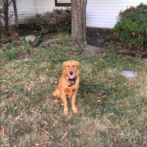 Meet your Posher, Dylan