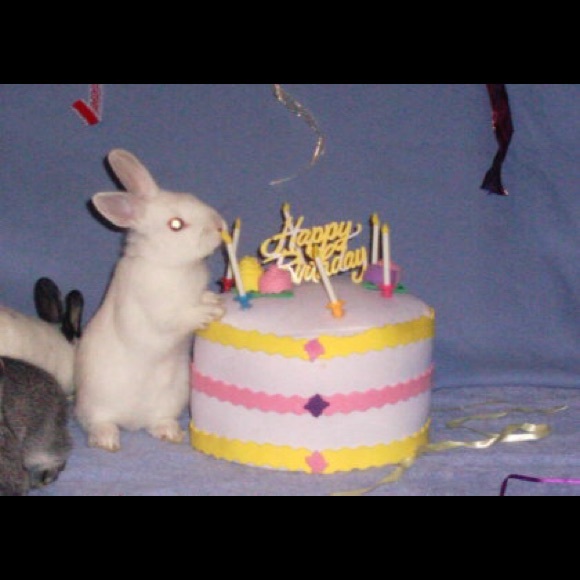 Meet your Posher, Shannon