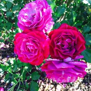 Meet your Posher, Yvette