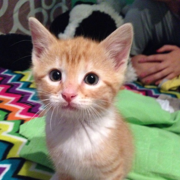 Meet your Posher, Jenn - Picture 1 of 1