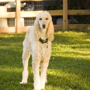 Meet your Posher, Joan