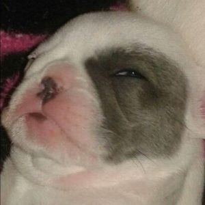 Meet your Posher, Jazzlen