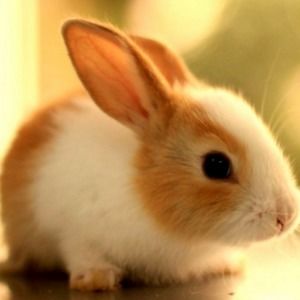 Meet your Posher, Azucena