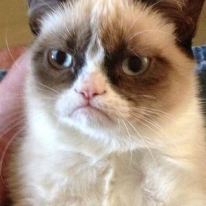 Meet your Posher, Lilly