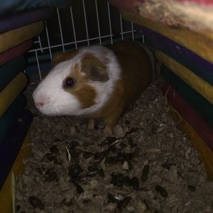 Meet your Posher, Floyd