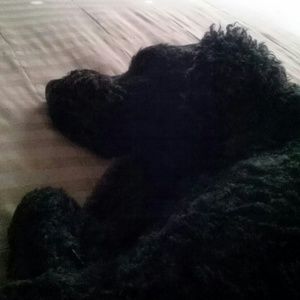 Meet your Posher, Ann