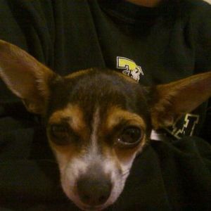 Meet your Posher, Snookums