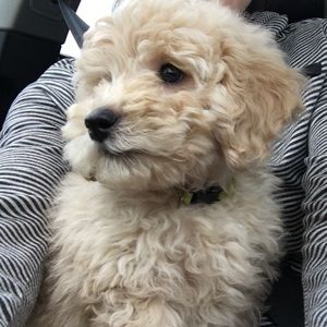 Meet your Posher, Rachel