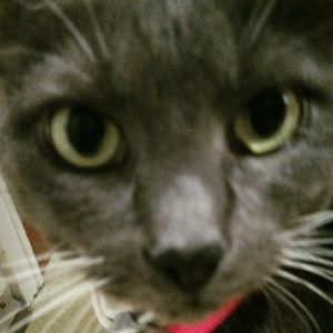 Meet your Posher, Haley