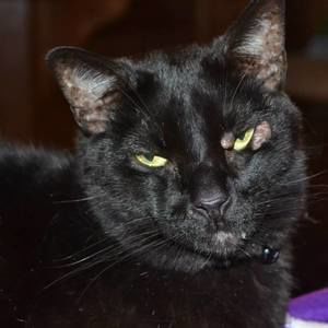 Meet your Posher, Starlette