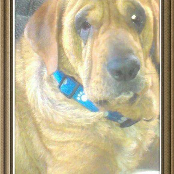 Meet your Posher, Donna - Picture 1 of 1