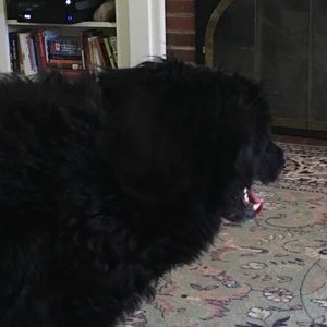 Meet your Posher, Koren