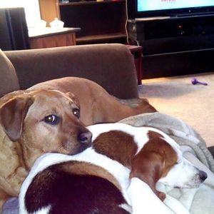 Meet your Posher, Dawn