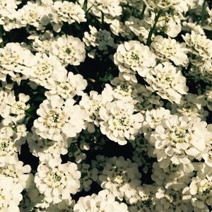 Meet your Posher, Debra