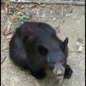 Meet your Posher, Dana