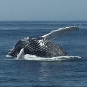 Meet your Posher, Annie