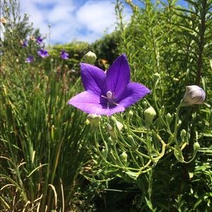 Meet your Posher, Linda