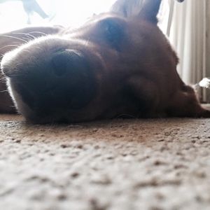 Meet your Posher, Lacey