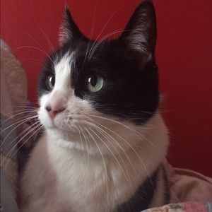 Fair warning: I have cats