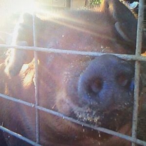 Meet your Posher, Alissa