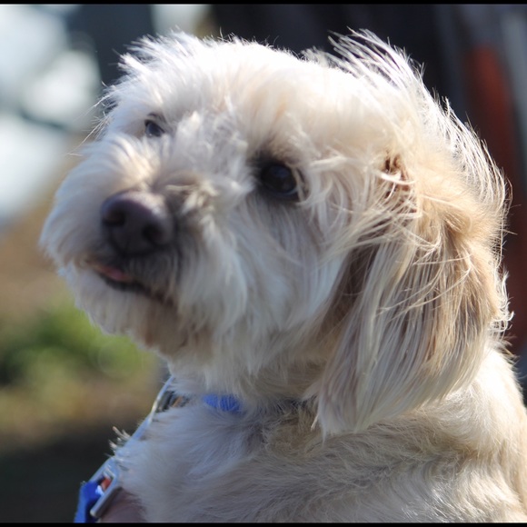 Meet your Posher, Amy - Picture 1 of 1