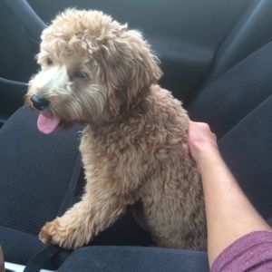 Meet your Posher, Alexa