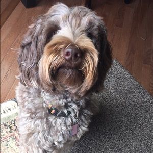 Meet your Posher, Sam