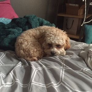 Meet your Posher, Tracy