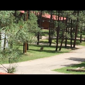 Meet your Posher, Diana