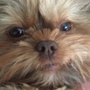 Meet your Posher, Reese