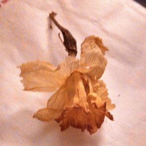 Meet your Posher, Jayne