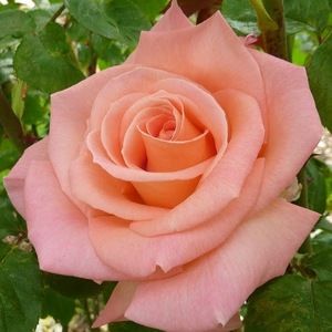 Meet your Posher, Kyla