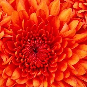 Meet your Posher, Lindsay