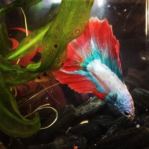 Meet your Posher, Alexa