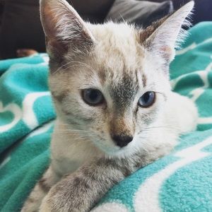 Meet your Posher, Tori