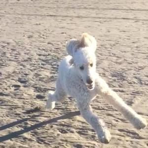 Meet your Posher, Dawn