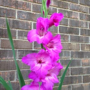 Meet your Posher, Jodie