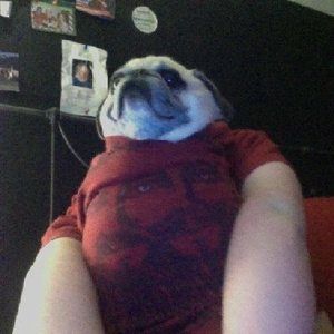 Meet your Posher, Maxine