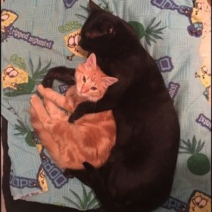 Meet your Posher, Alexa