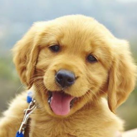 Meet your Posher, Jodie - Picture 1 of 1