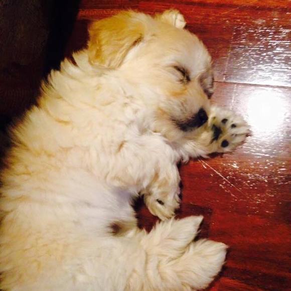 Meet your Posher, Anna - Picture 2 of 4