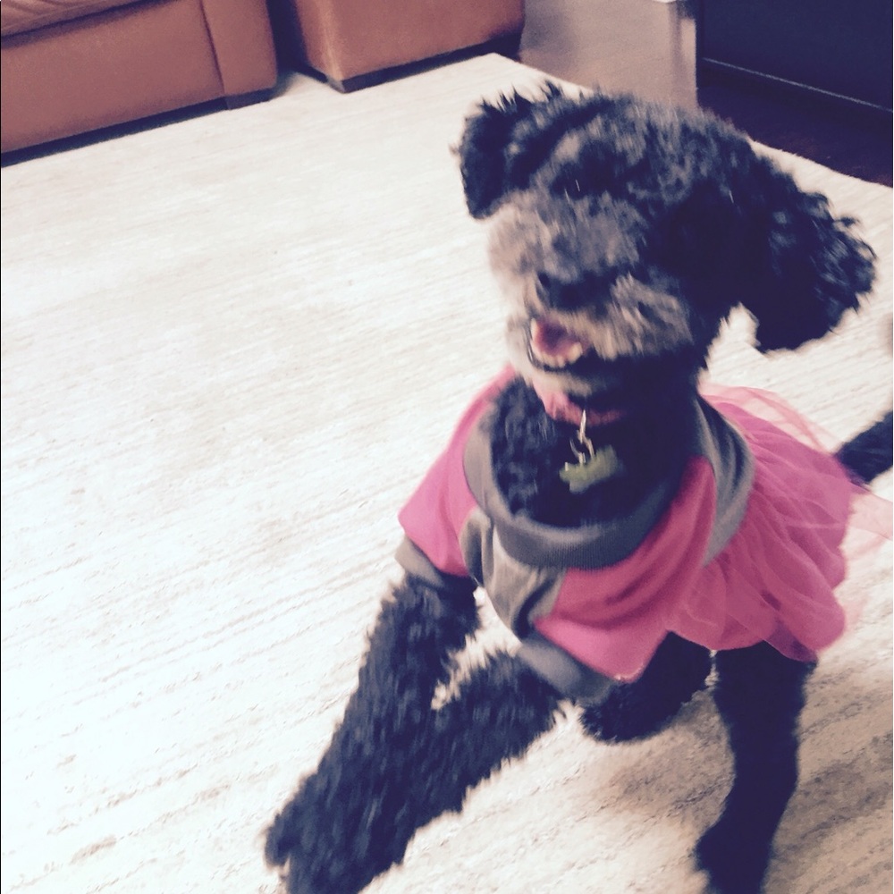 Meet your Posher, Allie